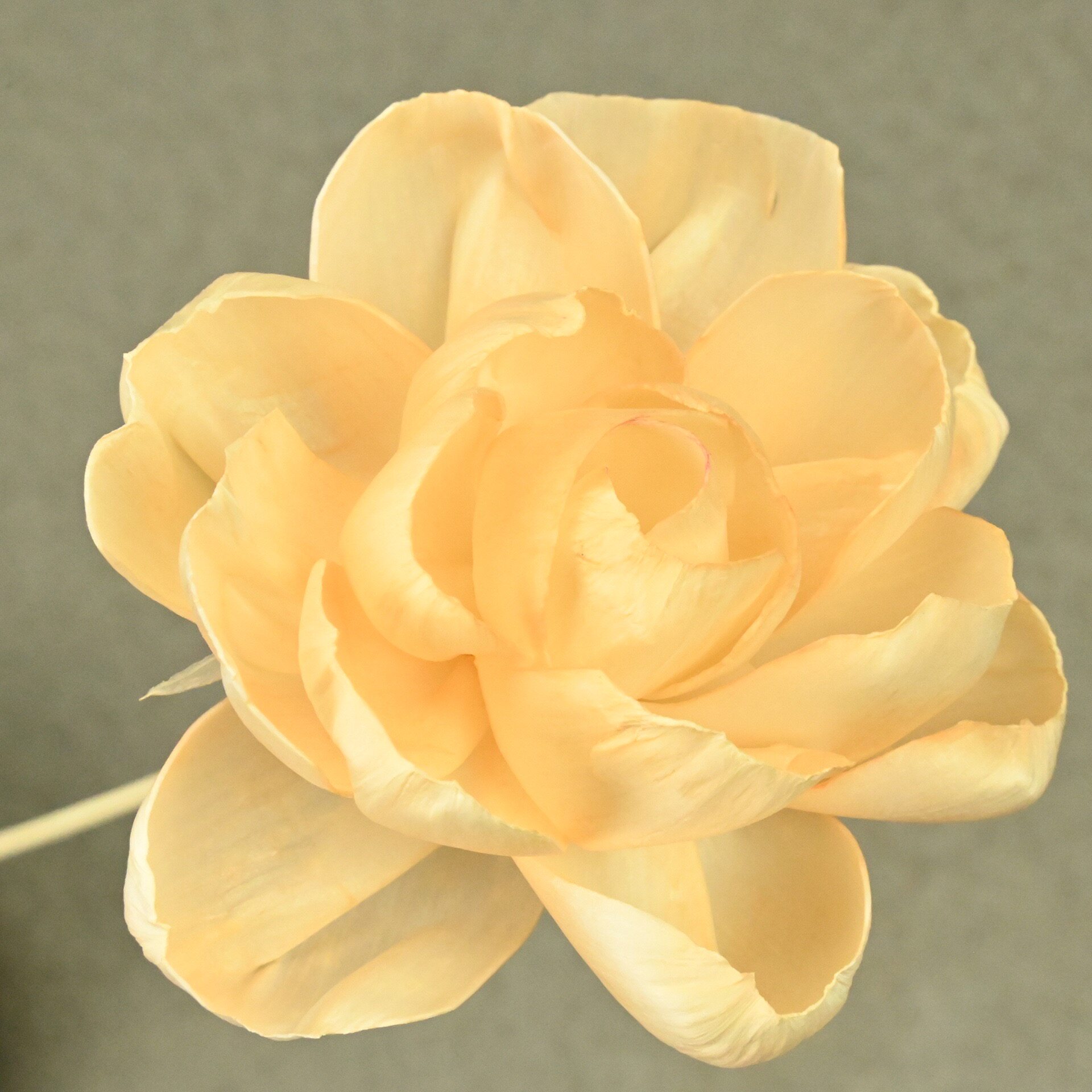 通草花芍药永生花干花家居软装样板间装饰花香薰花单支仿真花花束图片