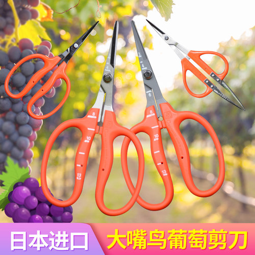 近正大嘴鸟镊剪日本阳光玫瑰梳果