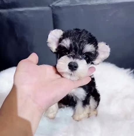 纯种椒盐雪纳瑞幼犬小体型雪纳瑞宠物狗迷你雪纳瑞米奇耳雪纳瑞狗