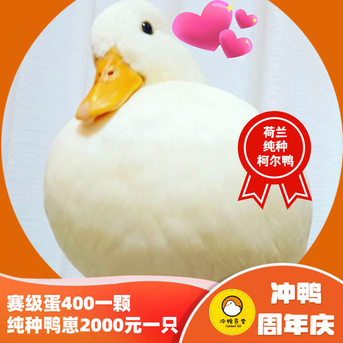 冲鸭食堂柯尔鸭受精蛋活体鸭蛋