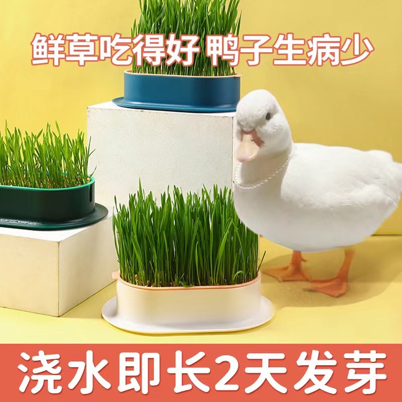 柯尔鸭大麦草盆栽种子粒水培懒人成猫幼猫去毛球化毛零食水培用品