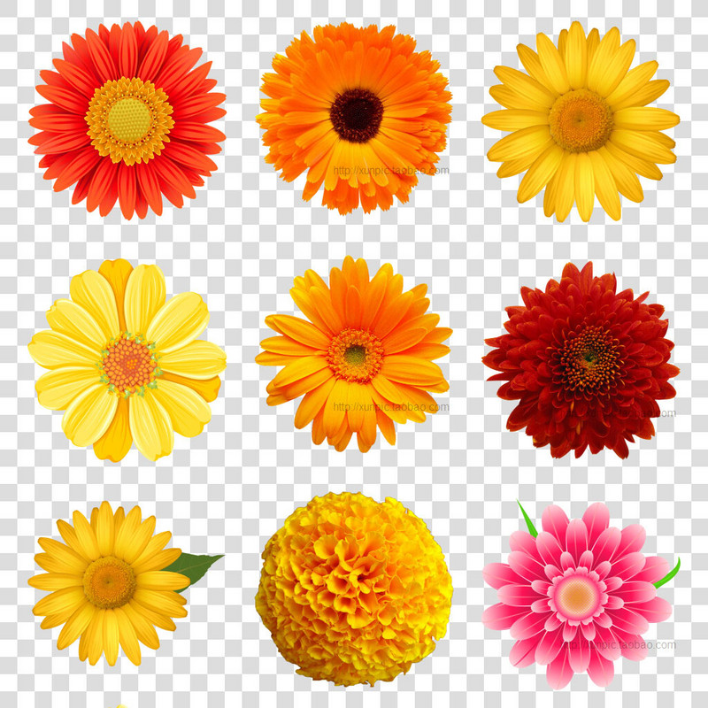 菊花图片太阳花png免抠素材模板 高清免抠素材 菊花 红花 小花 向