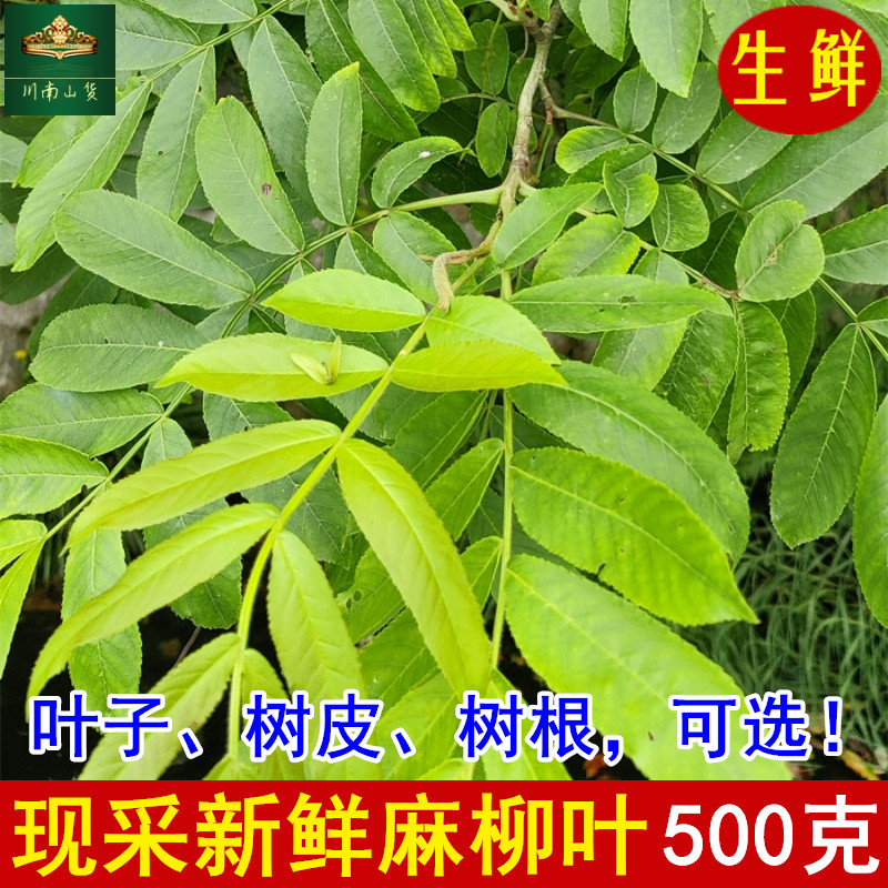 现采新鲜麻柳叶500g包邮 枫杨麻柳树根树皮 青钱柳洗澡止痒中药材