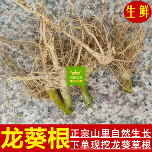 新鲜龙葵根 酸溜子棵龙槐根500g包邮 龙葵草根内服煎汤捣敷中药材