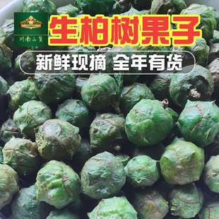 新鲜柏树果500g包邮香柏树子 侧柏果柏木果侧柏籽乌发护发中药材