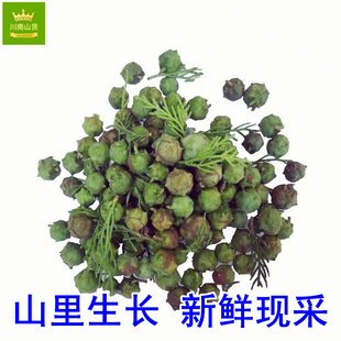 四川正宗新鲜柏树果 山区现采摘柏树子侧柏果 柏香果做柏子香包邮