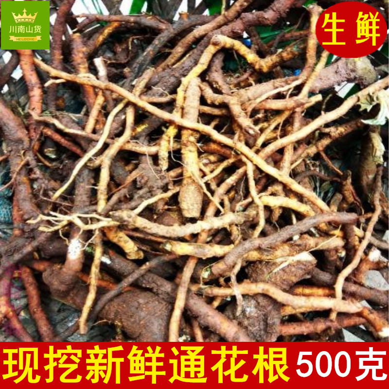现挖新鲜通花根 通脱木纯根500g包邮中药材通草根 通打根苗子栽种