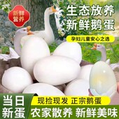 农家正宗散养新鲜土鹅蛋现捡现发12枚农村特大纯天然鹅蛋鲜蛋大个