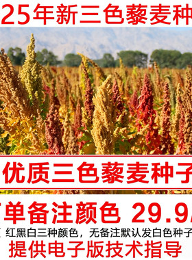 买3送1新藜麦种子500g高产三色藜麦种子红藜麦白藜麦种子备注颜色