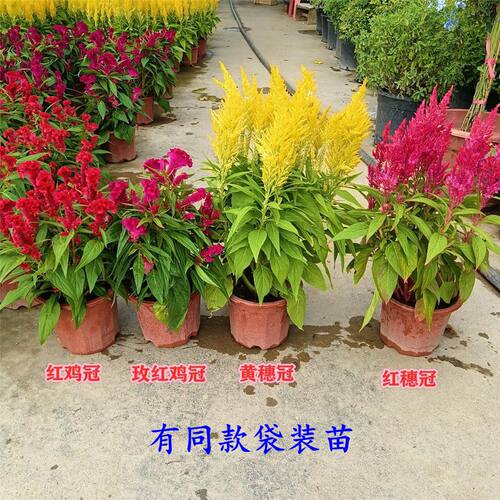 穗冠鸡冠花盆栽带花苞花期长