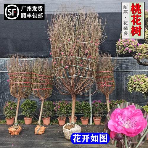 桃花树年宵花卉花朵多花期长