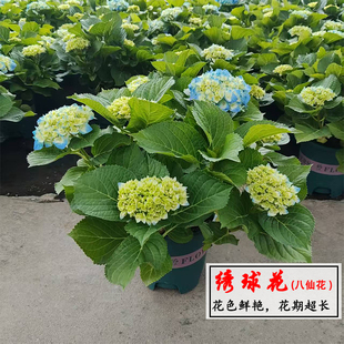超级绣球花鲜花盆栽花卉八仙花花期长耐热花园阳台种植室外植物