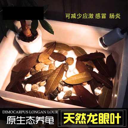 龟灵散预防腐皮腐甲懒人叶龙眼叶调理水质降低PH值新手