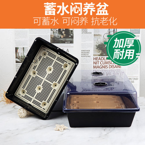多肉蓄水盆闷养盆育苗盘
