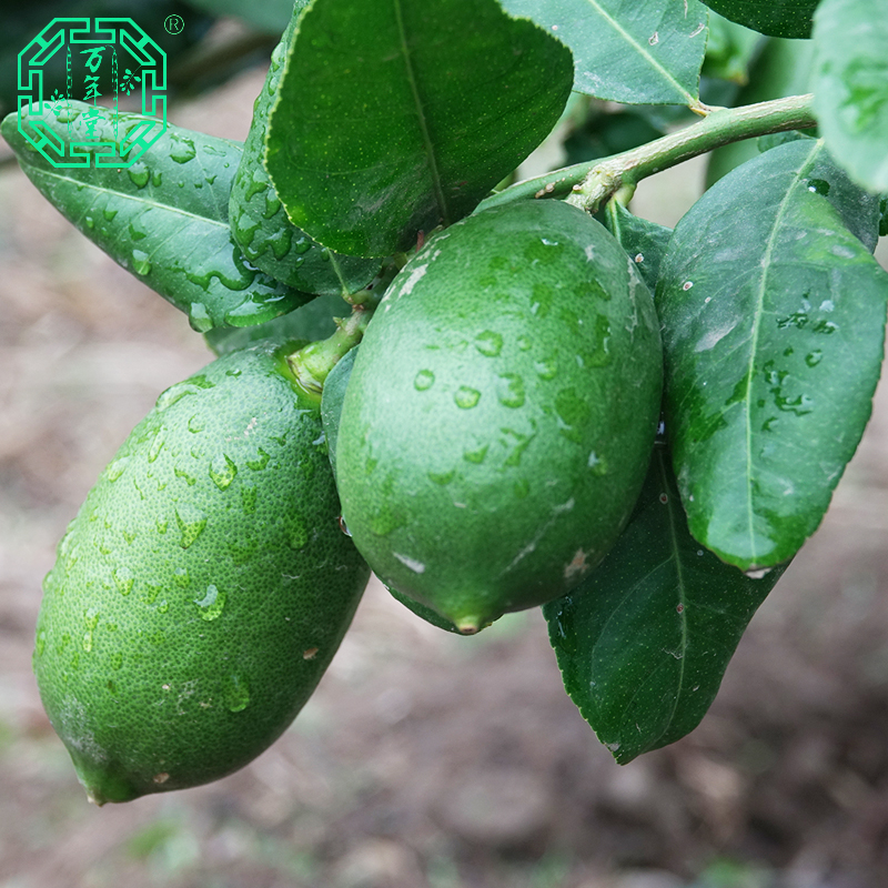 香水柠檬红河香柠有机青柠檬无农药化肥连皮食用水果无籽皮薄800g