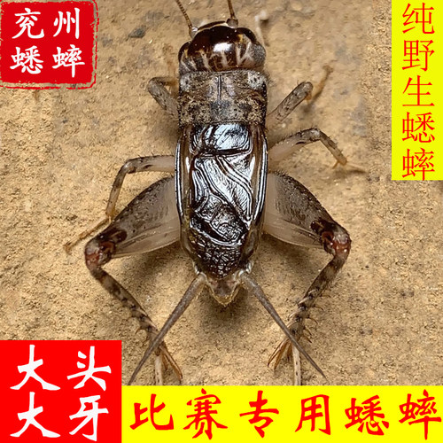 山东野生打斗活体蛐蛐宁阳蟋蟀