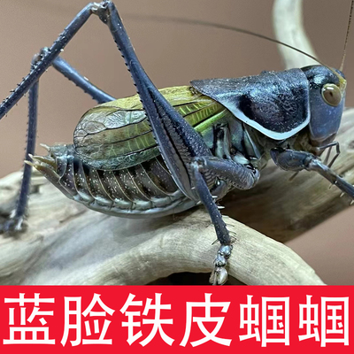 精品大号平谷铁皮蝈蝈鸣虫带笼子