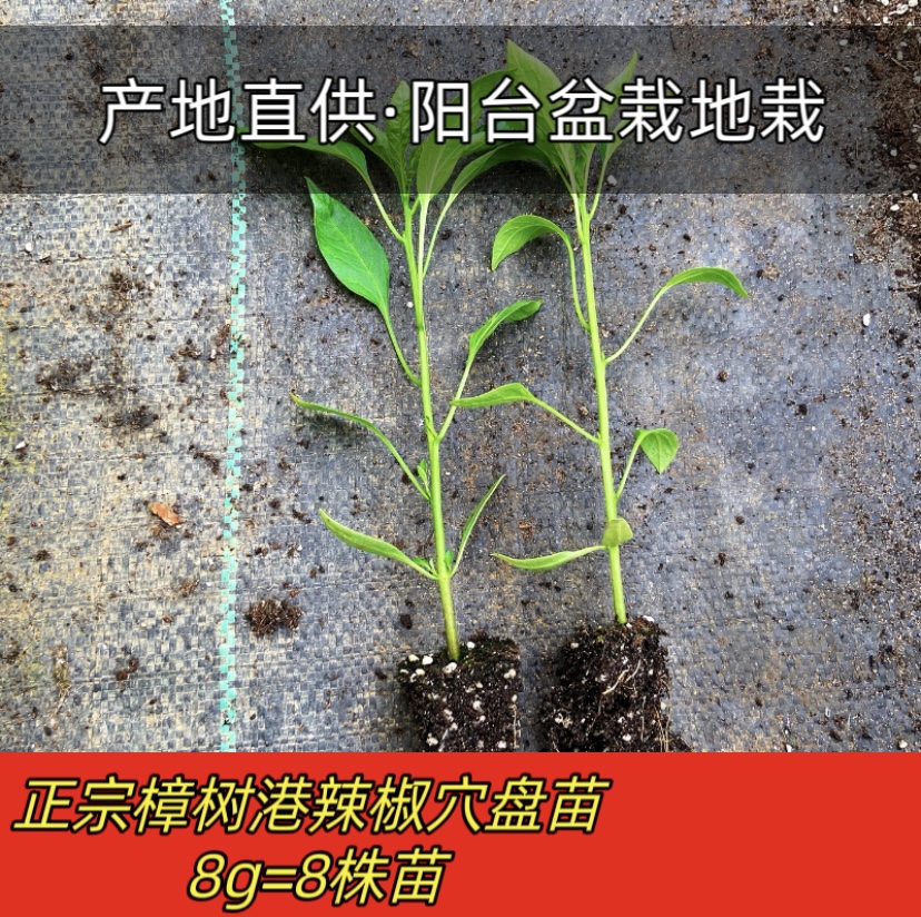正宗樟树港辣椒苗穴盘苗秧苗原产地发货