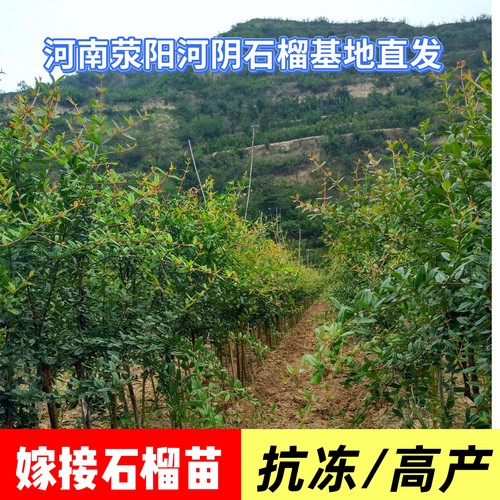 正宗嫁接突尼斯慕乐软籽石榴树苗