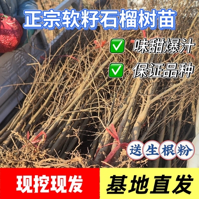 突尼斯软籽甜石榴树苗特大果树苗