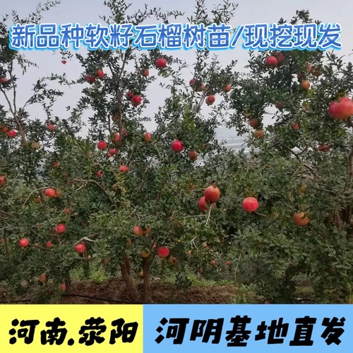 慕乐软籽石榴树苗纯甜嫁接突尼斯特大果苗庭院果树盆地栽荥阳河阴 - 封面
