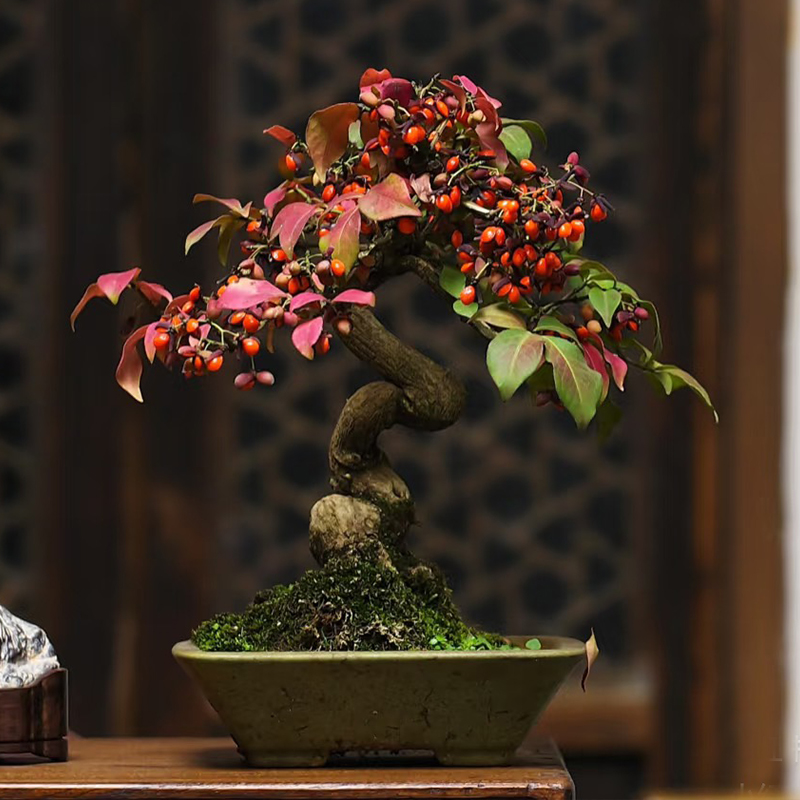 真弓卫矛造型盆景鬼箭羽老桩一物一拍