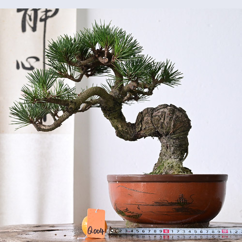 爆皮年功千寿丸黑松松树盆景 盆养多年老桩茶桌阳台盆栽