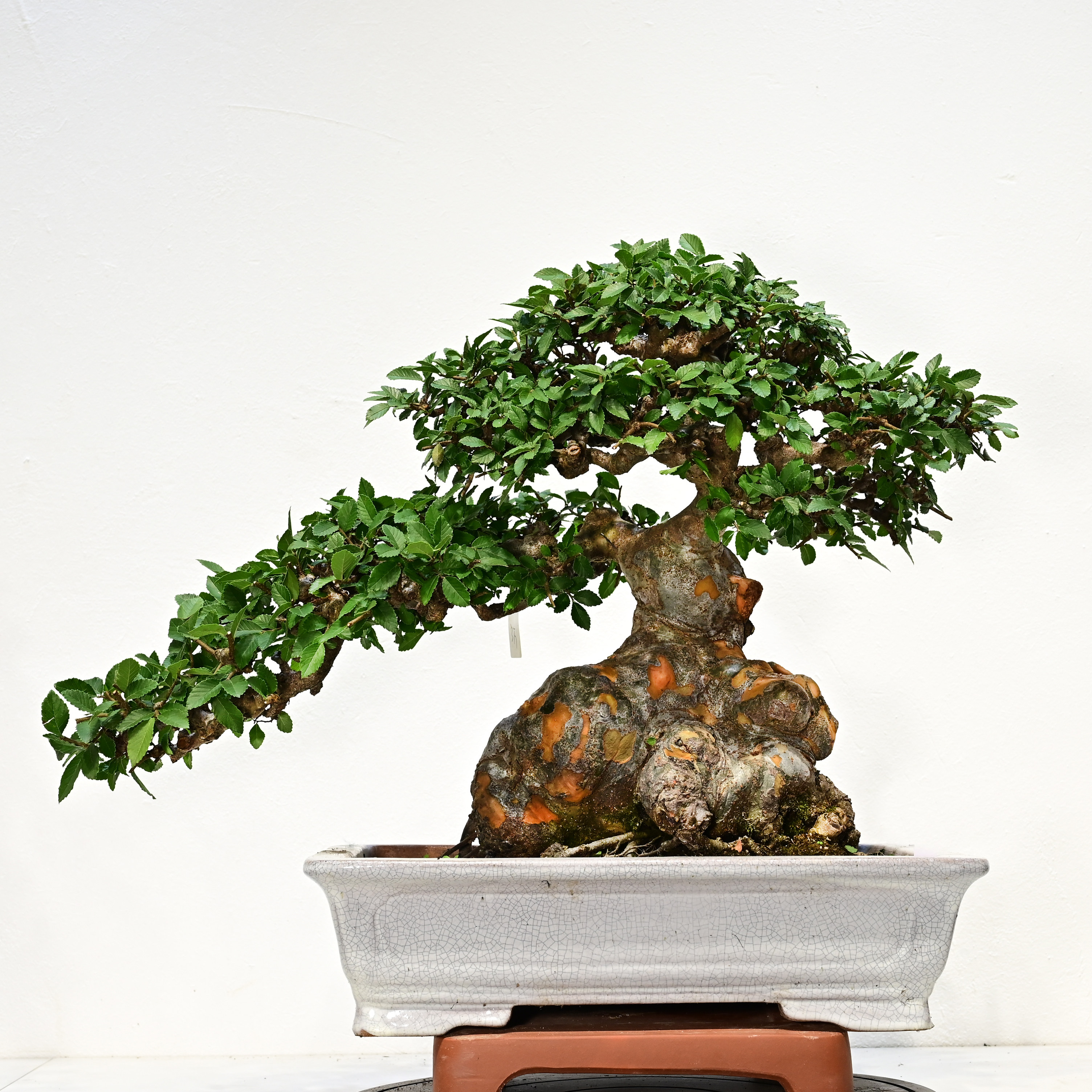 实拍 参展级别 大型榔榆榆树老造型盆景
