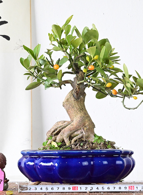 金豆浙豆盆景常绿挂果小品提根老桩带果观果