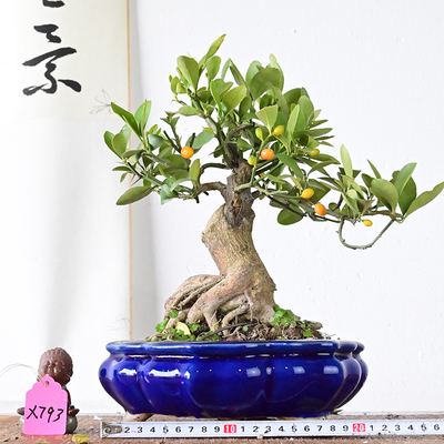 金豆浙豆盆景常绿挂果小品提根老桩带果观果