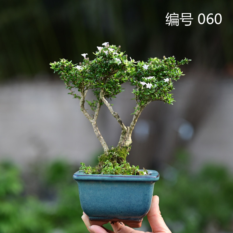 小叶金边重瓣六月雪日本八房姬香丁木盆景素材四季开花茶台小品