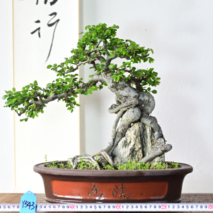 榆树盆景基地小叶榔榆造型老桩矮霸坨坨附石怪桩