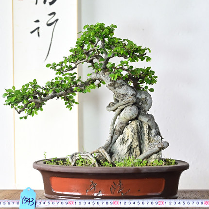 榆树盆景基地小叶榔榆造型老桩矮霸坨坨附石怪桩