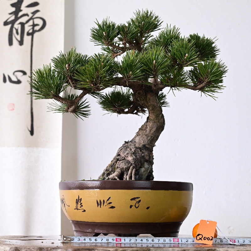 爆皮年功千寿丸黑松松树盆景 盆养多年老桩茶桌阳台盆栽