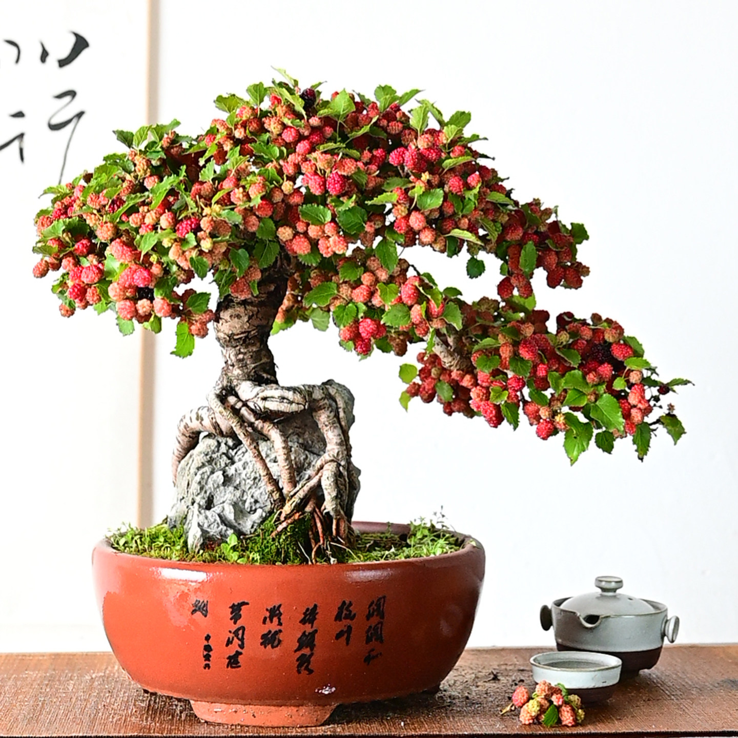 台湾姬果桑日本精品小叶四季果桑桑树桑葚老桩小品盆景盆栽阳台