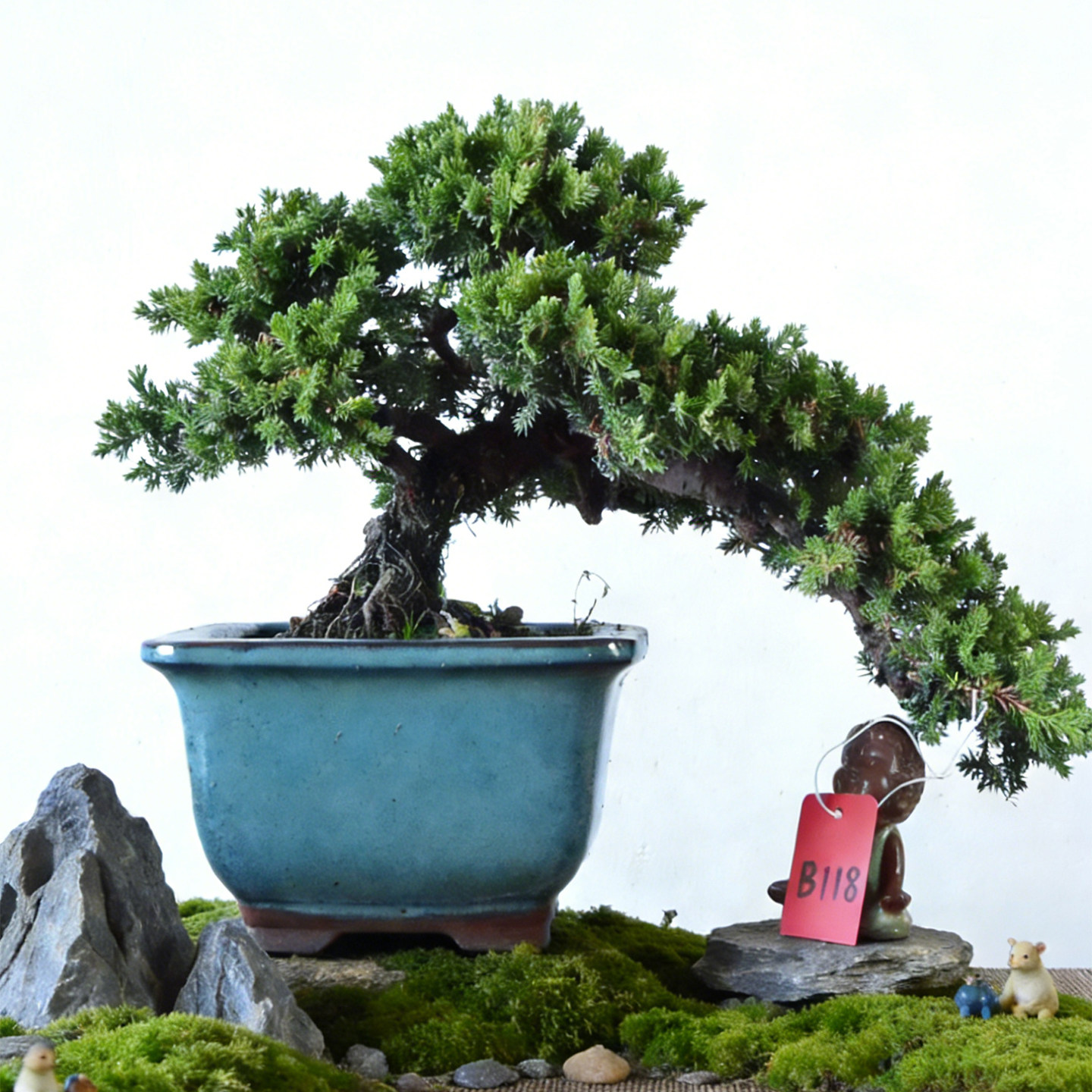 新西兰珍珠柏老桩临水悬崖造型盆景四季常绿中式盆栽植物,鲜花速递/花卉仿真/绿植园艺,造型盆景,淘宝优惠券,粉丝福利购,淘宝优惠卷