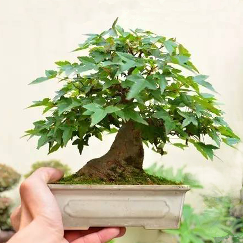 原生微型日本唐枫小叶红芽三角枫盆景矮霸小品枫树熟桩练手桩阳台