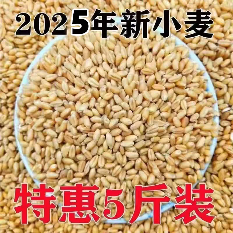 小麦粒麦子粒麦粒优质米草籽猫草2025食用磨面颗粒发芽榨汁麦芽糖