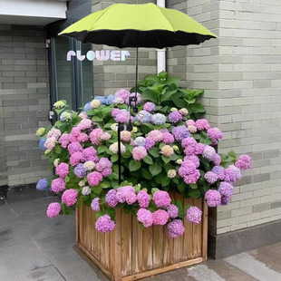 植物遮阳伞大号绣球花遮阳防晒晴雨伞直径95厘米黑胶太阳伞地插