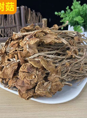 普通茶树菇1斤  开伞菌菇小吃老鸭汤配料沙县小吃炖罐配料干货