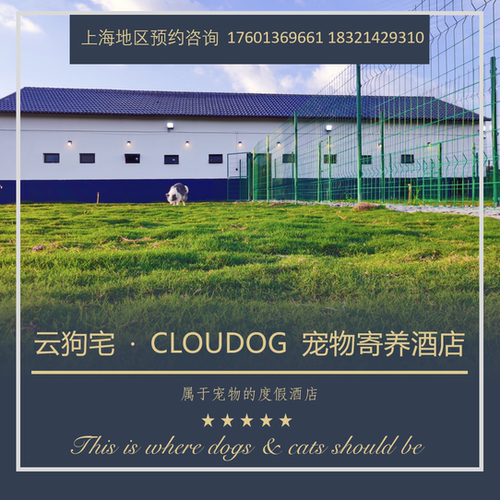 猫狗宠物寄养单间寄养24小时监控