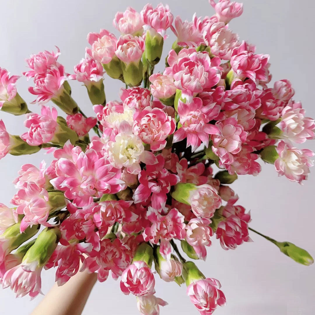 云南基地直发复古太子妃星太子蝴蝶多头康乃馨多丁家用花多色包邮