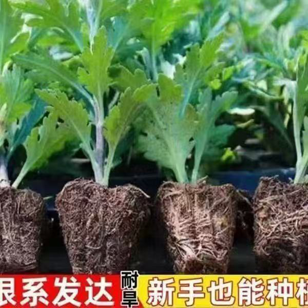 九月大菊花苗盆栽地栽金色菊大花乒乓菊耐寒耐热花卉四季开好养