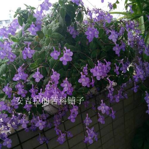 海豚花苗耐热盆栽垂吊花卉