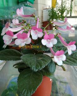 （2号仓不包邮）苦苣苔迷你岩桐套筒迷岩尤利娅耐热耐寒盆栽阳台