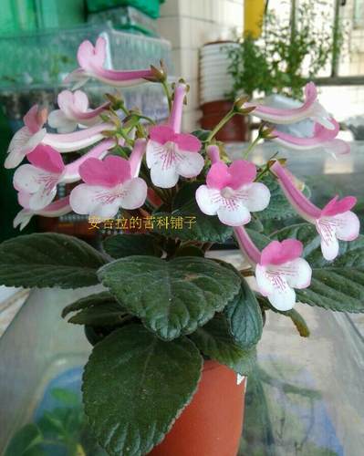 喜阴球根植物苦苣苔阳台四季