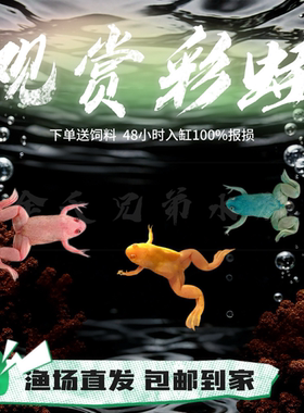 清道夫小型草缸好养淡水观赏鱼