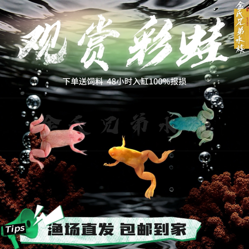 清道夫小型草缸好养淡水观赏鱼