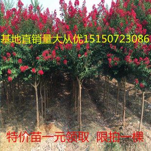 进口美国红火箭紫薇花树苗 庭院绿化风景树 百日红花紫薇花期超长