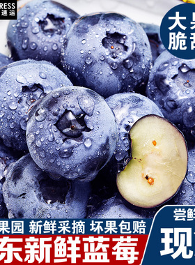 丹东新鲜蓝莓鲜果现摘宝宝辅食孕妇新鲜水果脆甜花香个大营养顺丰